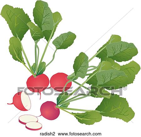 Drawing - Radishes. Fotosearch
