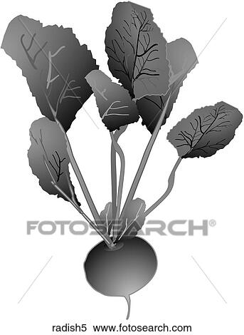 Radishes-One B&W View Large Illustration Stock Illustration - Radishes-One B&W. Fotosearch
