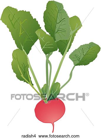 Radishes-One View Large Illustration Stock Illustration - Radishes-One. Fotosearch