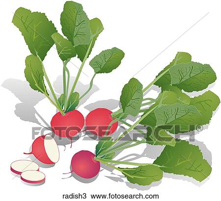 Radishes-Shadows View Large Illustration Drawing - Radishes-Shadows. Fotosearch
