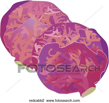 Drawing - Red Cabbage. Fotosearch