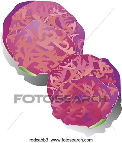 Drawing - Red Cabbage-Shadows. Fotosearch