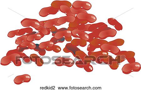 Drawing - Red Kidney Beans. Fotosearch