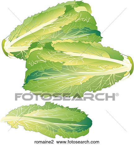 Drawing - Romaine. Fotosearch