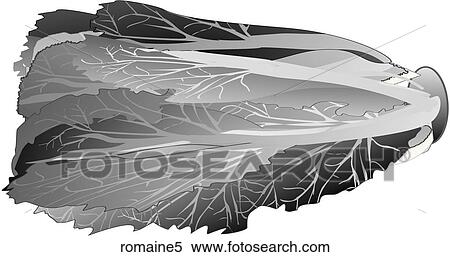 Romaine-One B&W View Large Illustration Stock Illustration - Romaine-One B&W. Fotosearch