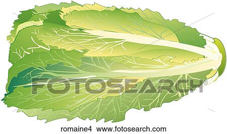Stock Illustration - Romaine-One. Fotosearch