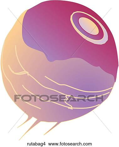 Stock Illustration - Rutabagas-One. Fotosearch