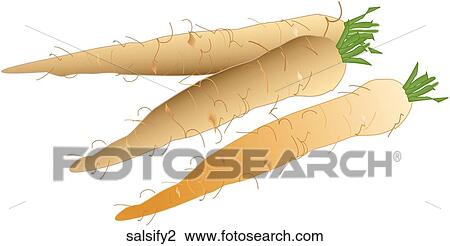 Salsify View Large Illustration Drawing - Salsify. Fotosearch