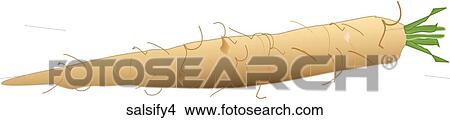 Stock Illustration - Salsify-One. Fotosearch