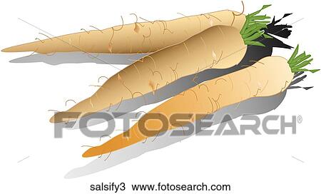 Salsify-Shadows View Large Illustration Drawing - Salsify-Shadows. Fotosearch