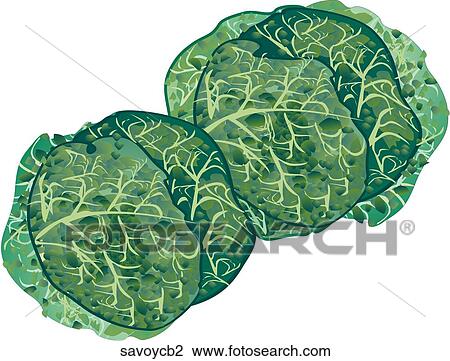 Drawing - Savoy Cabbage. Fotosearch