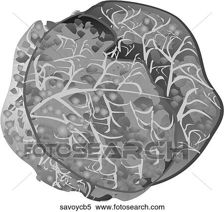 Savoy Cabbage-One B&W View Large Illustration Stock Illustration - Savoy Cabbage-One B&W. Fotosearch