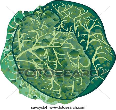 Stock Illustration - Savoy Cabbage-One. Fotosearch