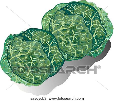 Drawing - Savoy Cabbage-Shadows. Fotosearch