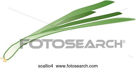 Stock Illustration - Scallions-One. Fotosearch