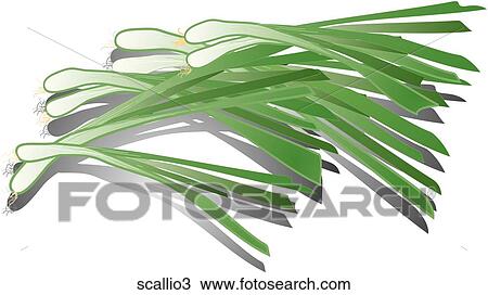 Drawing - Scallions-Shadows. Fotosearch
