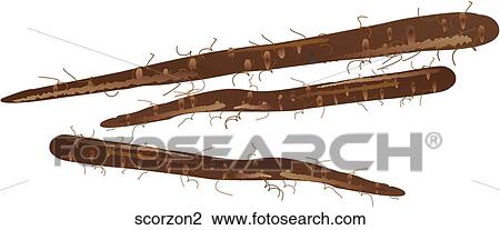 Scorzonera View Large Illustration Drawing - Scorzonera. Fotosearch