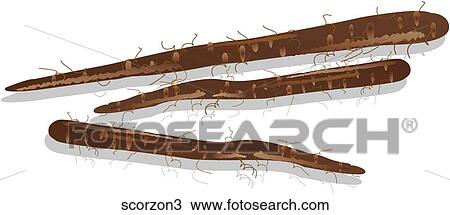 Drawing - Scorzonera-Shadows. Fotosearch