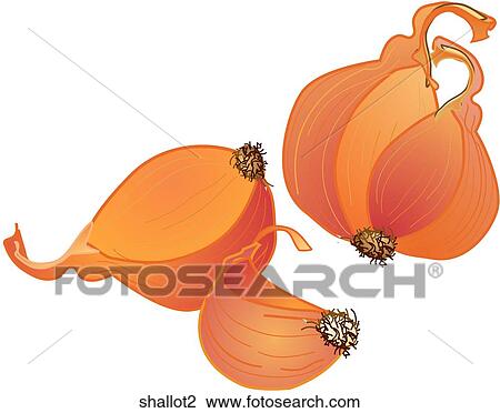 Drawing - Shallots. Fotosearch