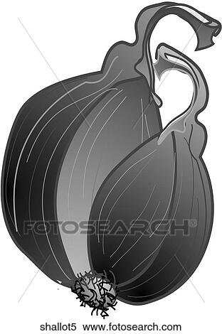 Shallots-One B&W View Large Illustration Stock Illustration - Shallots-One B&W. Fotosearch