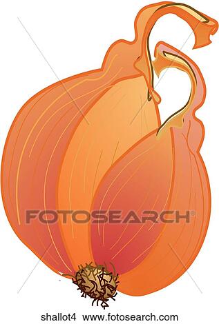 Stock Illustration - Shallots-One. Fotosearch