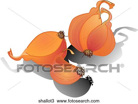 Shallots-Shadows View Large Illustration Drawing - Shallots-Shadows. Fotosearch