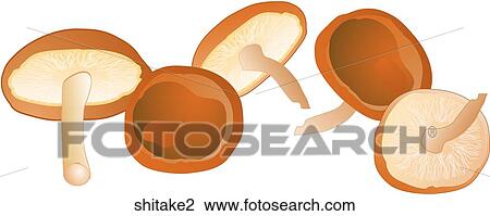 Shitake Mushrooms View Large Illustration Drawing - Shitake Mushrooms. Fotosearch