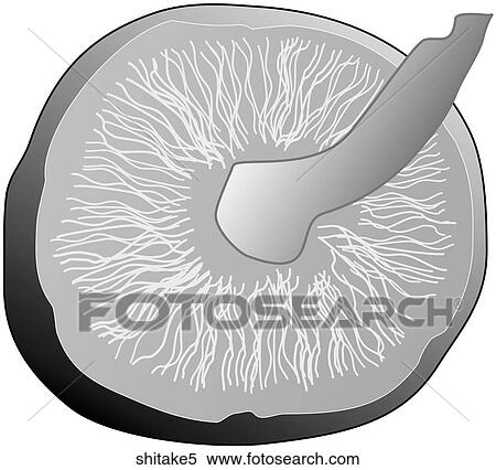 Stock Illustration - Shitake Mushrooms-One B&W. Fotosearch