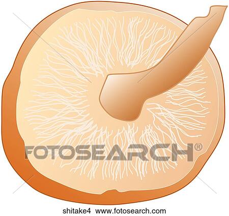 Stock Illustration - Shitake Mushrooms-One. Fotosearch