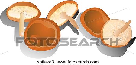 Shitake Mushrooms-Shadows View Large Illustration Drawing - Shitake Mushrooms-Shadows. Fotosearch