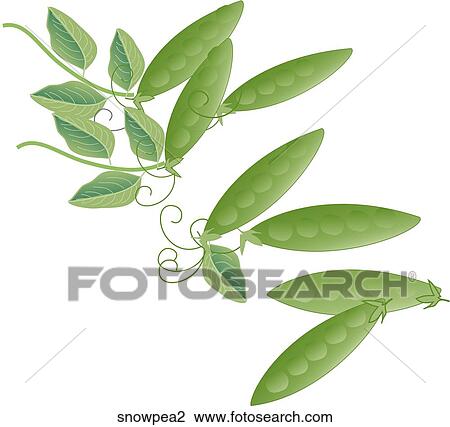 Drawing - Snow Peas. Fotosearch