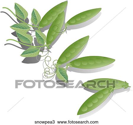 Drawing - Snow Peas-Shadows. Fotosearch