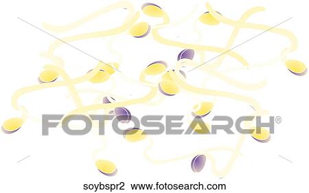 Drawing - Soy Bean Sprouts. Fotosearch
