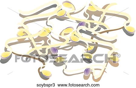 Drawing - Soy Bean Sprouts. Fotosearch