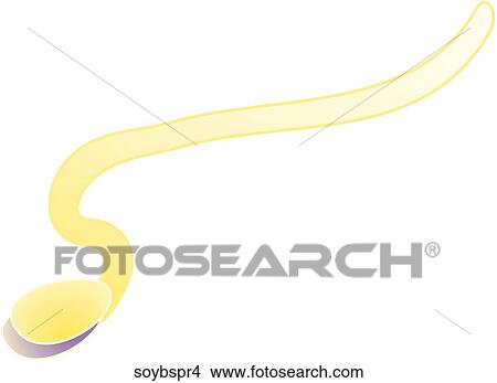 Stock Illustration - Soy Bean Sprouts-One. Fotosearch