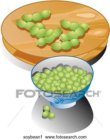 Soybeans-Composition View Large Illustration Clip Art - Soybeans-Composition. Fotosearch