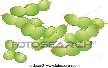 Soybeans View Large Illustration Drawing - Soybeans. Fotosearch
