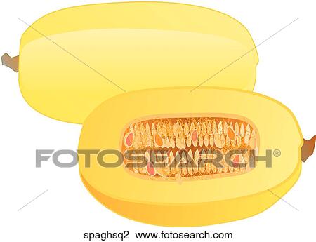 Spaghetti Squash View Large Illustration Drawing - Spaghetti Squash. Fotosearch