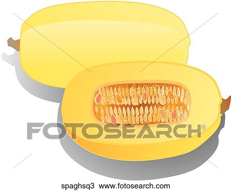 Spaghetti Squash-Shadows View Large Illustration Drawing - Spaghetti Squash-Shadows. Fotosearch