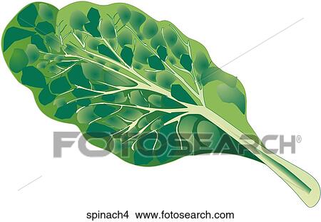 Stock Illustration - Spinach-One. Fotosearch