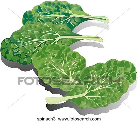Drawing - Spinach-Shadows. Fotosearch