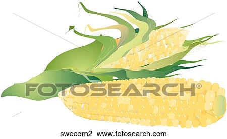 Sweet Corn Drawing | swecorn2 | Fotosearch