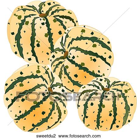 Sweet Dumpling Squash View Large Illustration Drawing - Sweet Dumpling Squash. Fotosearch