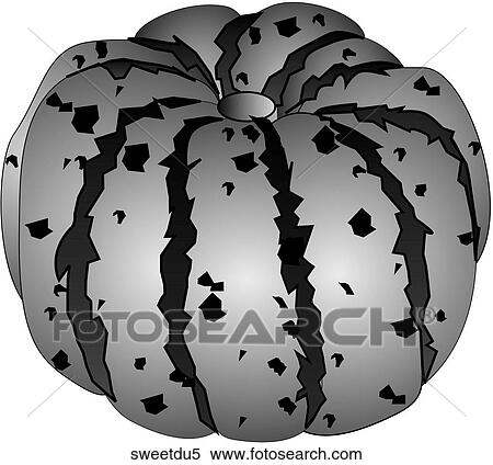 Sweet Dumpling Squash-One B&W View Large Illustration Stock Illustration - Sweet Dumpling Squash-One B&W. Fotosearch