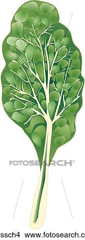 Stock Illustration - Swiss Chard-One. Fotosearch