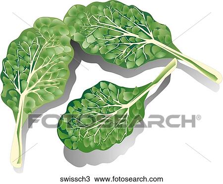 Drawing - Swiss Chard-Shadows. Fotosearch
