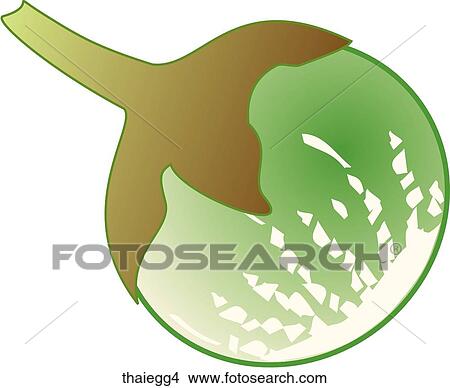Thai Eggplant-One View Large Illustration Stock Illustration - Thai Eggplant-One. Fotosearch