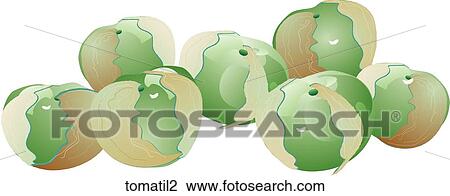 Drawing - Tomatillos. Fotosearch