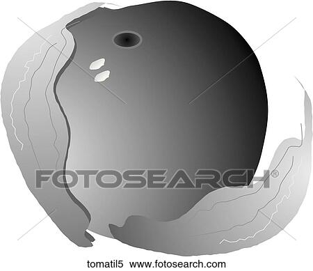 Stock Illustration - Tomatillos-One B&W. Fotosearch
