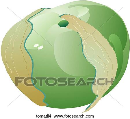 Tomatillos-One View Large Illustration Stock Illustration - Tomatillos-One. Fotosearch